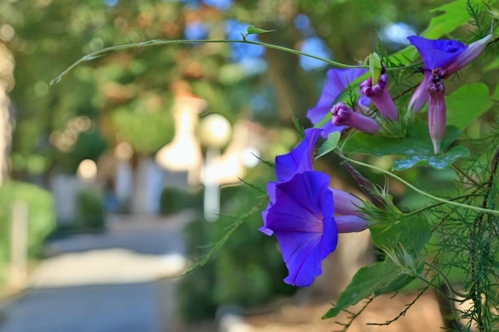 Village De Vacances Paese Di Lava, Grand Ajaccio Alata Екстериор снимка